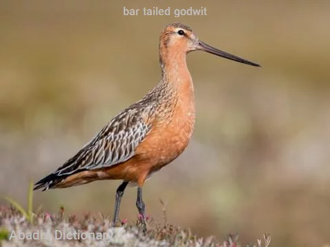 bar tailed godwit
